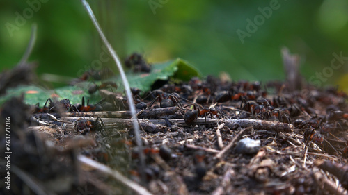 Anthill in the forest