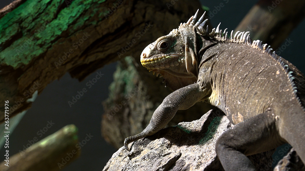 Fototapeta premium Iguana Reptile On The Ground