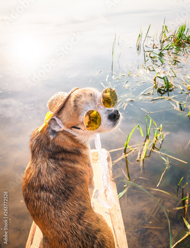 Fototapeta Naklejka Na Ścianę i Meble -  Chihuahua wearing sunglasses and straw hat sits on a bench by the river enjoying the sun. Fashionable dog in a hat and glasses resting on the beach