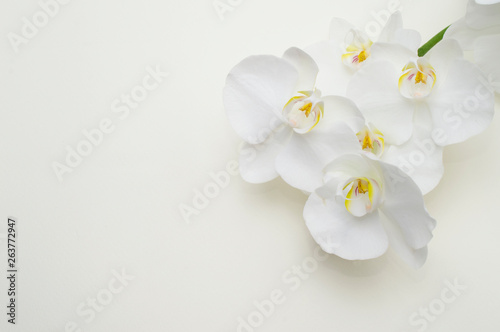 romantic branch of white orchid on beige background.