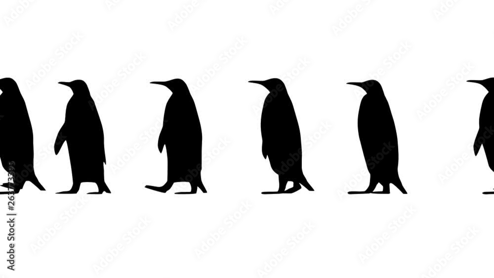 Penguins walking, animation on the white background