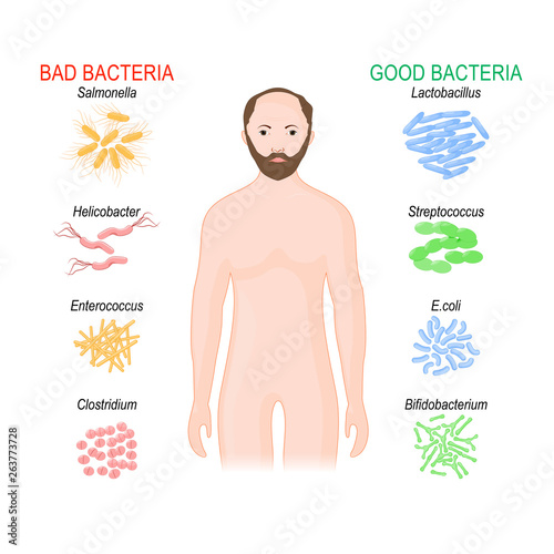 Good and bad bacteria. Probiotics. gut flora