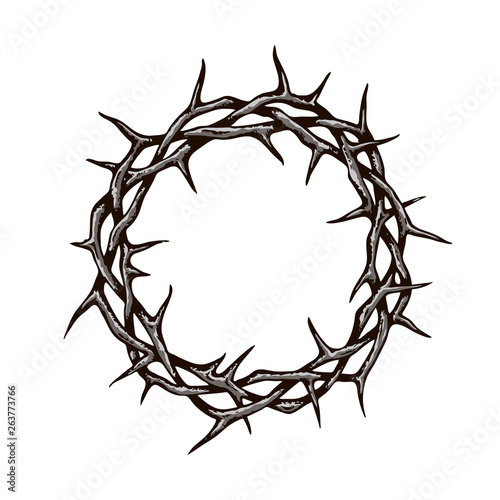 black crown of thorns image isolated on white background 
