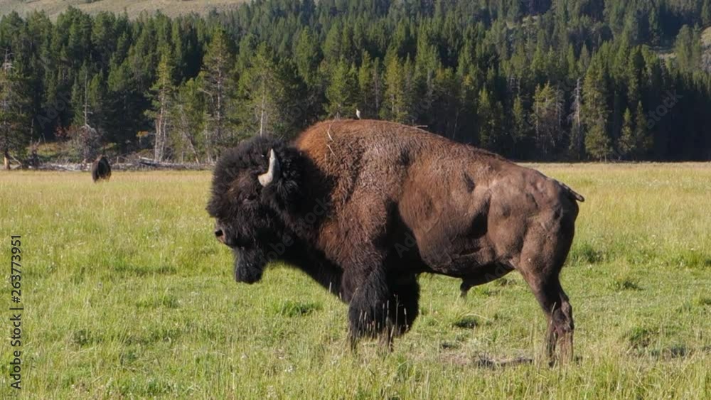 Camera Pans to Follow a Buffalo and Capture View in Yellowstone National Park, WY Camera Pans to Follow a Buffalo and Capture View in Yellowstone National Park, WY