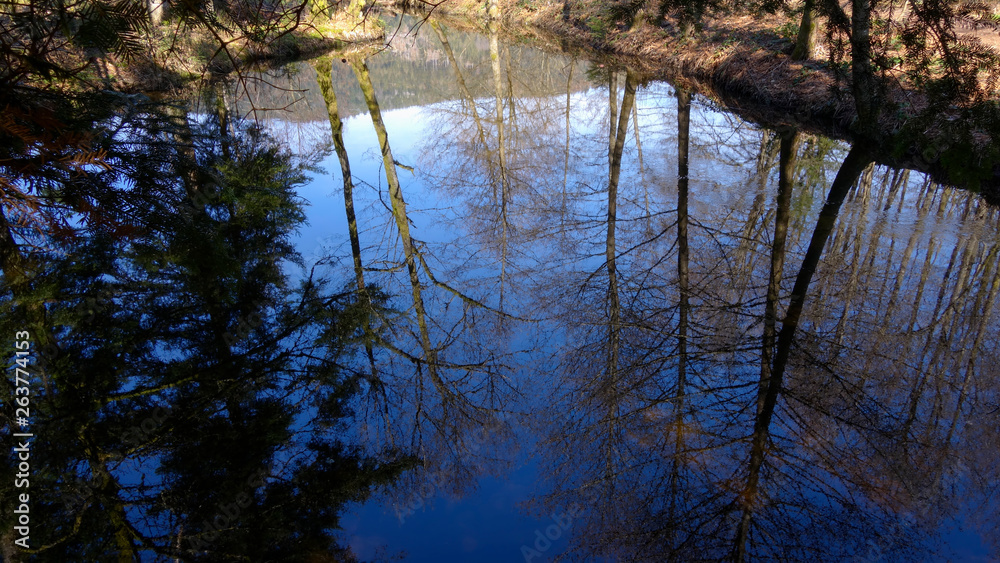 Reflet d'arbres dans l'eau