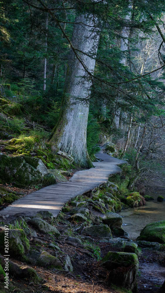 Fototapeta premium Chemin de bois - Lac de Gerardmer