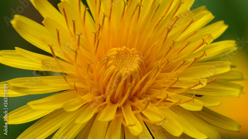 Beautiful yellow flower closeup