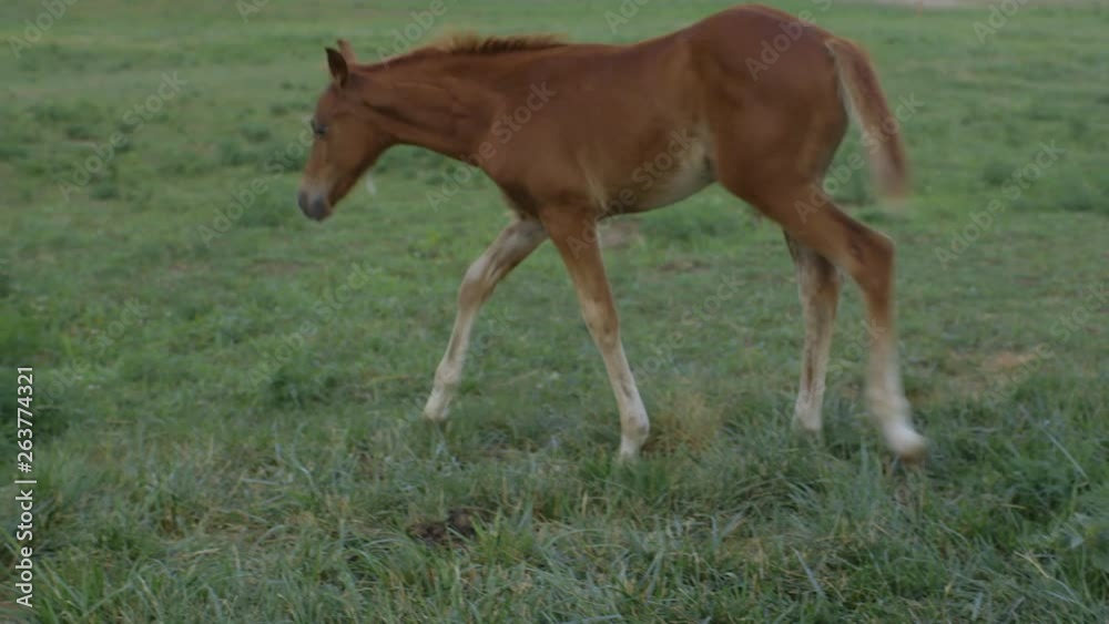 Canera follows a beautiful young colt walking in a field Canera follows a beautiful young colt walking in a field