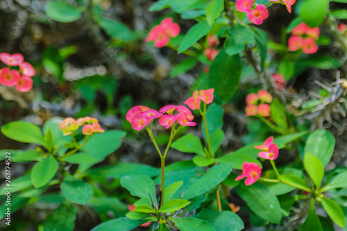 Euphorbia milii  the crown of thorns  Christ plant  or Christ thorn  called Corona de Cristo in Latin America 