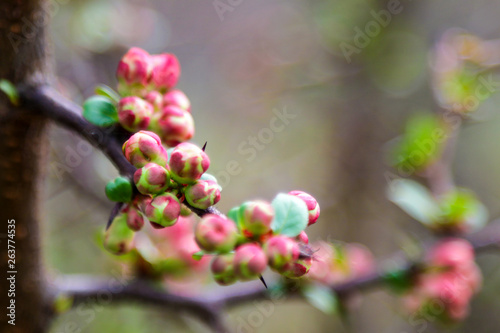 A twig of apple or plum blooming beautifully in spring or summer.