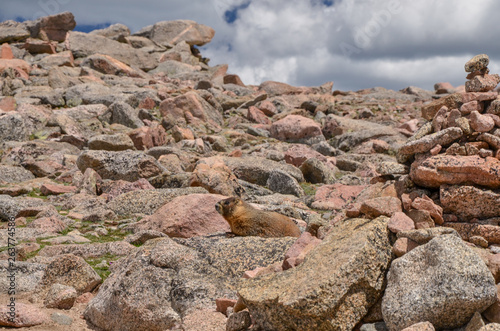 Yellow-bellied Marmot (Marmota flaviventris) lying in the sun on the rocks near Mount Bierstadt summit in Rocky Mountains (Clear Creek County, Colorado, USA)