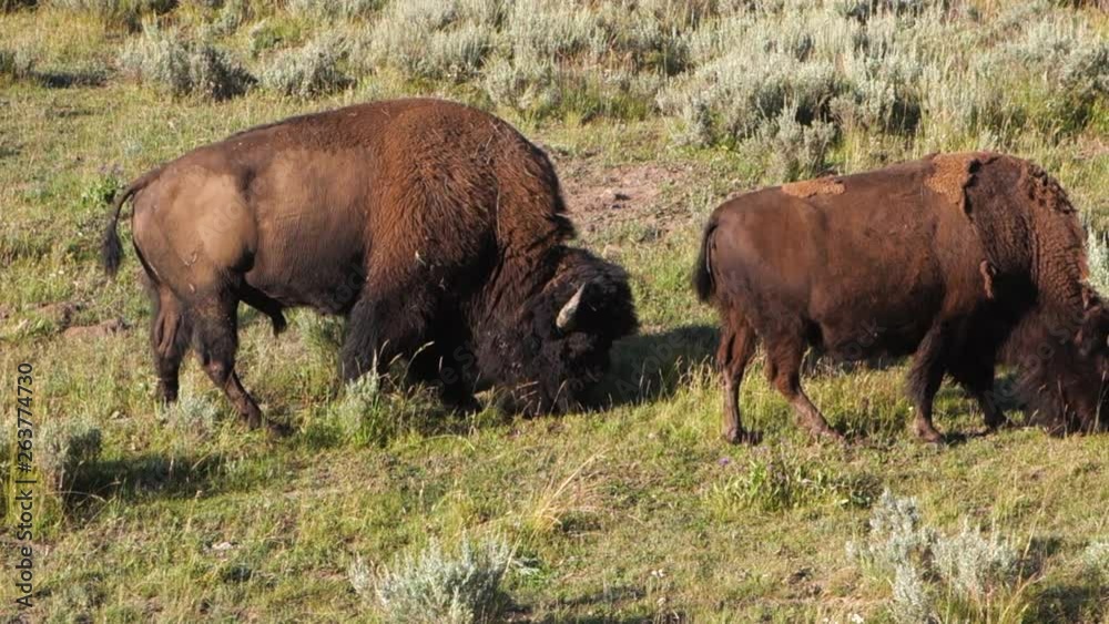 Two Buffalo Graze Peacefully Side by Side in Yellowstone National Park, WY Two Buffalo Graze Peacefully Side by Side in Yellowstone National Park, WY