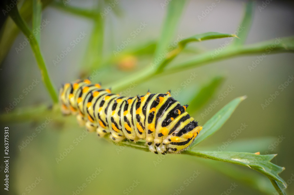 Close up of an isolated caterpillar on a flower