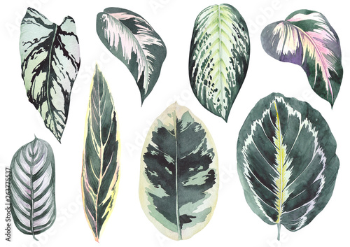Tropical calathea leaves. Watercolor on white background. Isolated elements for design. photo