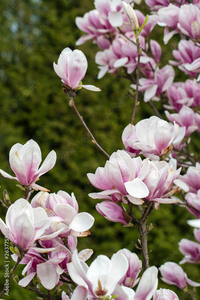Magnolia - Big pinkish flowers outdoors in nature. Magnolia - Big pinkish flowers outdoors in nature.