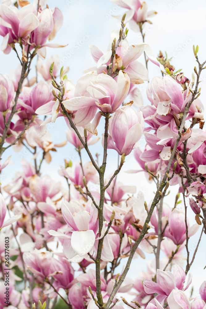 Magnolia - Big pinkish flowers outdoors in nature. Magnolia - Big pinkish flowers outdoors in nature.
