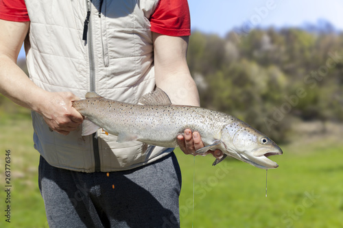 Fototapeta Naklejka Na Ścianę i Meble -  spawning salmon fish in the pond