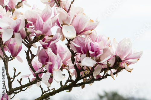 Magnolia - pinkish flowers on the tree.
