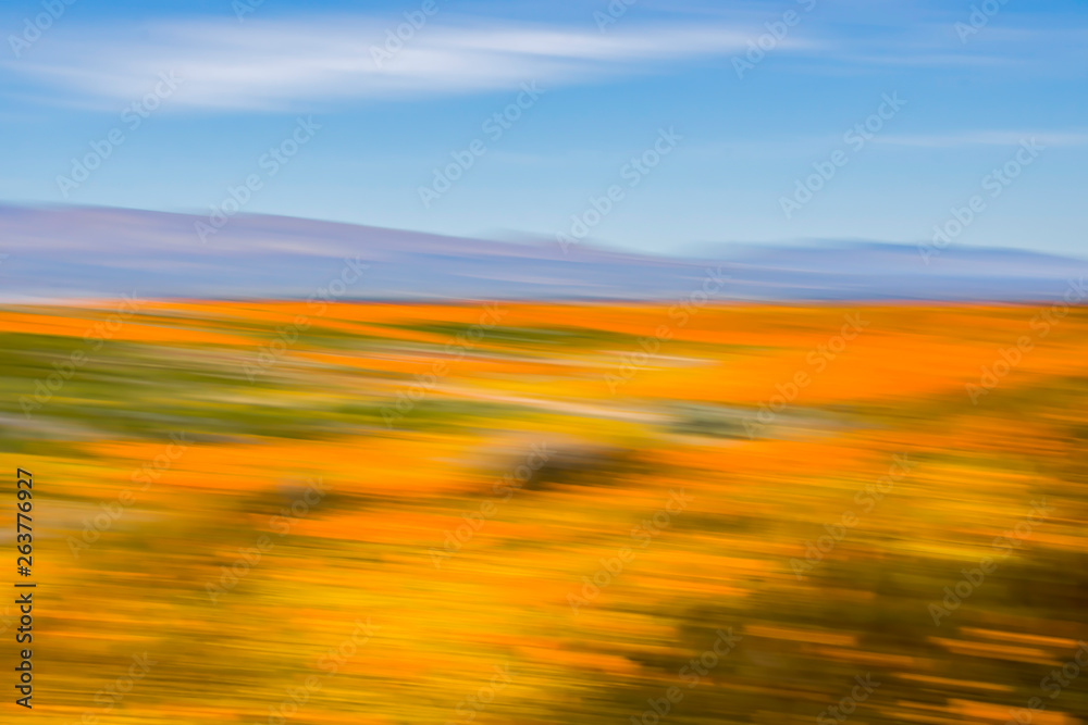 Vibrant Wildflower Desert Landscape with Blue Sky using Motion Blur for Abstract Color Study Vibrant Wildflower Desert Landscape with Blue Sky using Motion Blur for Abstract Color Study