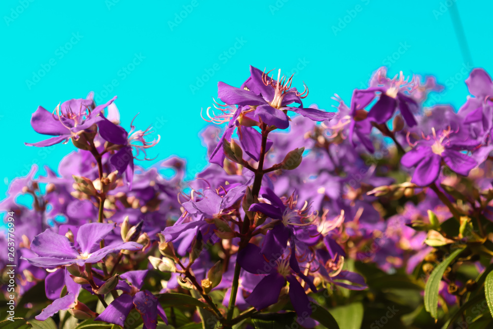 lilac flowers on background of blue sky