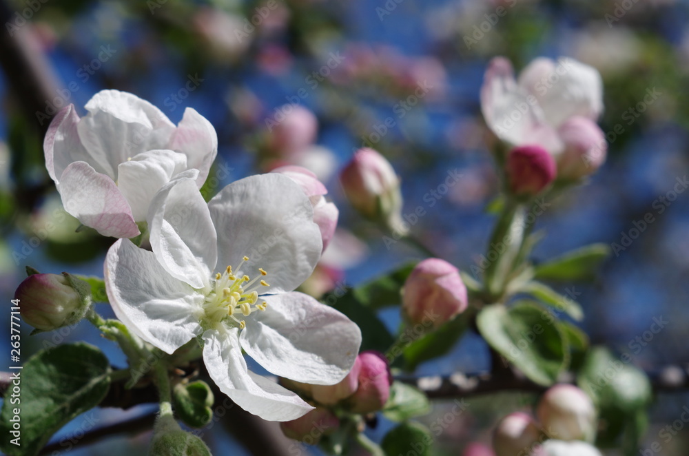 Obraz premium Apple tree blooming