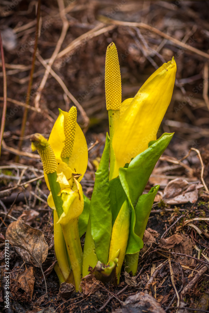 Fototapeta premium Spring Flowers of the Wetland - Skunk Cabbage