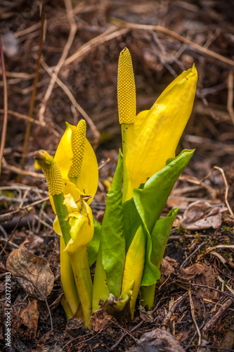 Spring Flowers of the Wetland - Skunk Cabbage