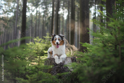 Australian Shepherd dog in the forest. pet for a walk © annaav
