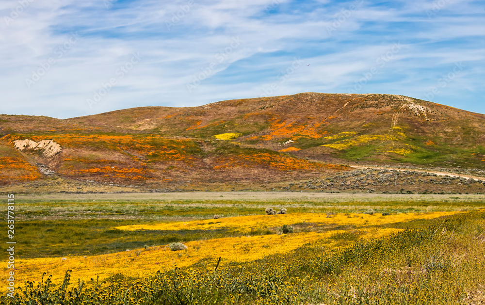 Orange Yellow and Green Vibrant Flower Covered Landscape under Blue Sky