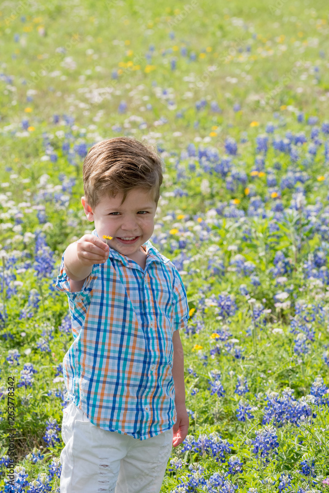 Young Toddler Boy Picking Flowers in Field of Blue Bonnets in Texas Young Toddler Boy Picking Flowers in Field of Blue Bonnets in Texas