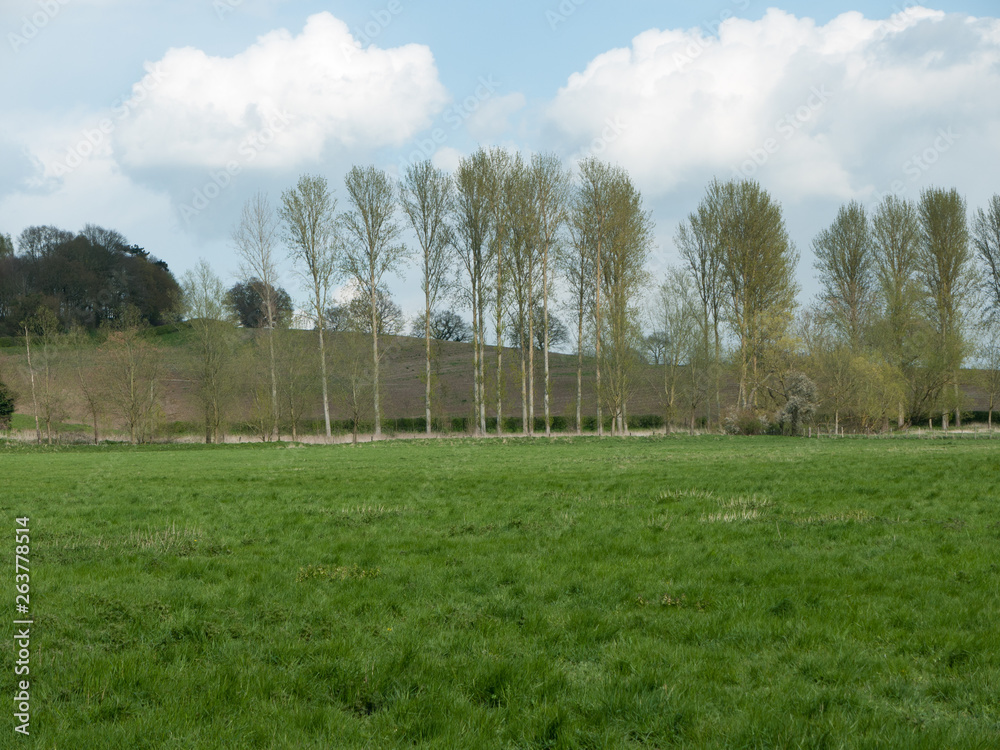 Line of trees nature with background of cloud scenery Line of trees nature with background of cloud scenery