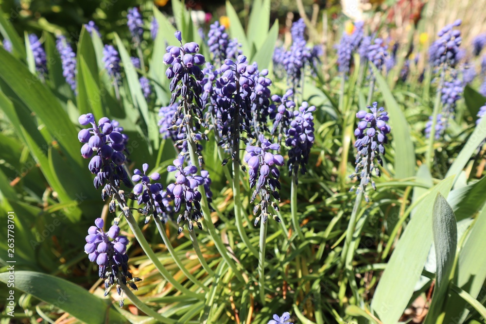 Fototapeta premium Garten Frühling Ostern Garten Blumenbeet