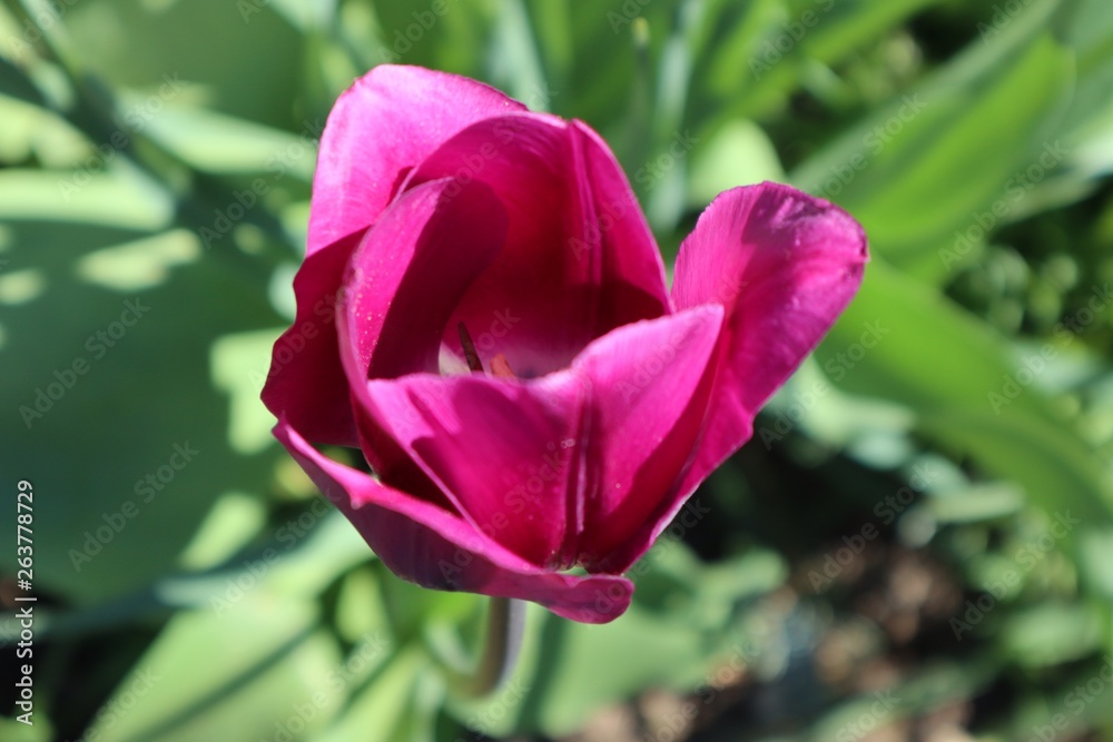 Garten Frühling Ostern Garten Blumenbeet Garten Frühling Ostern Garten Blumenbeet