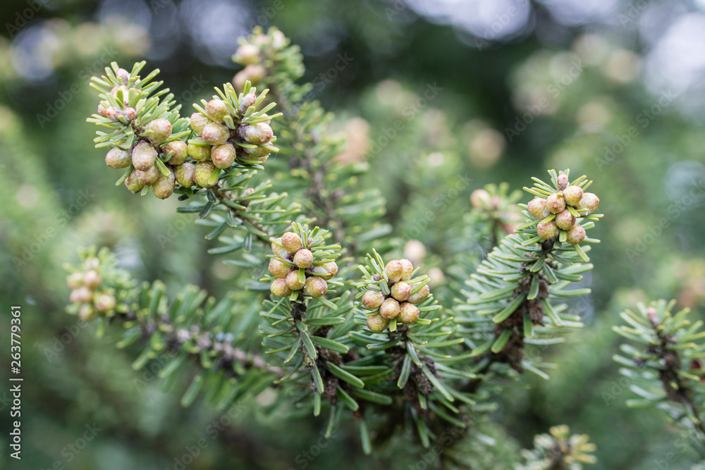 Flowers on ornamental spruce. Flowers on ornamental spruce.