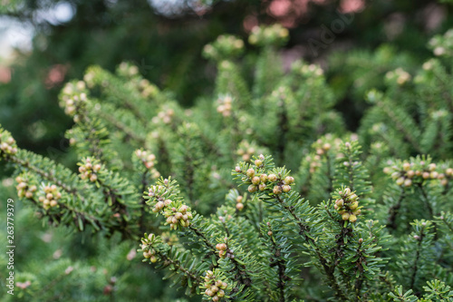 Flowers on ornamental spruce.
