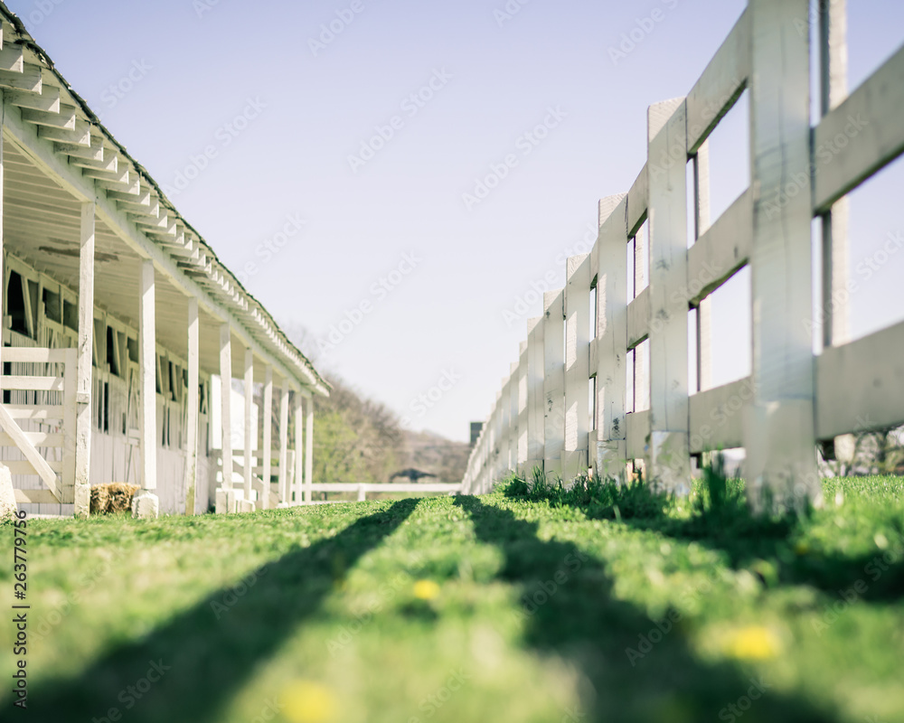 Obraz premium Green Grass, Yellow Flowers, White Fence and Stables