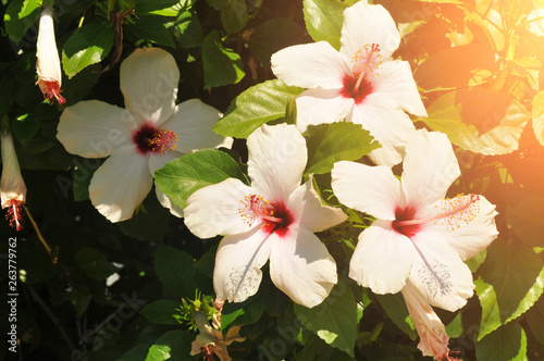 Close-up of a hibiscus flowers with leaves and sunlight