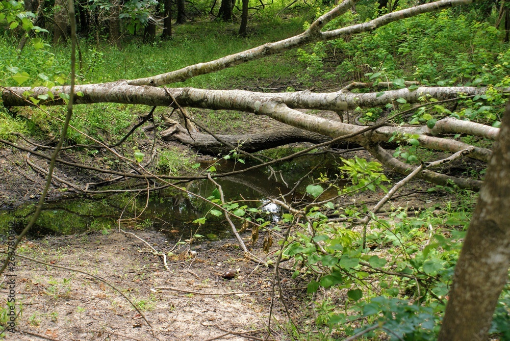 Fallen Tree in Woods Pond Fallen Tree in Woods Pond