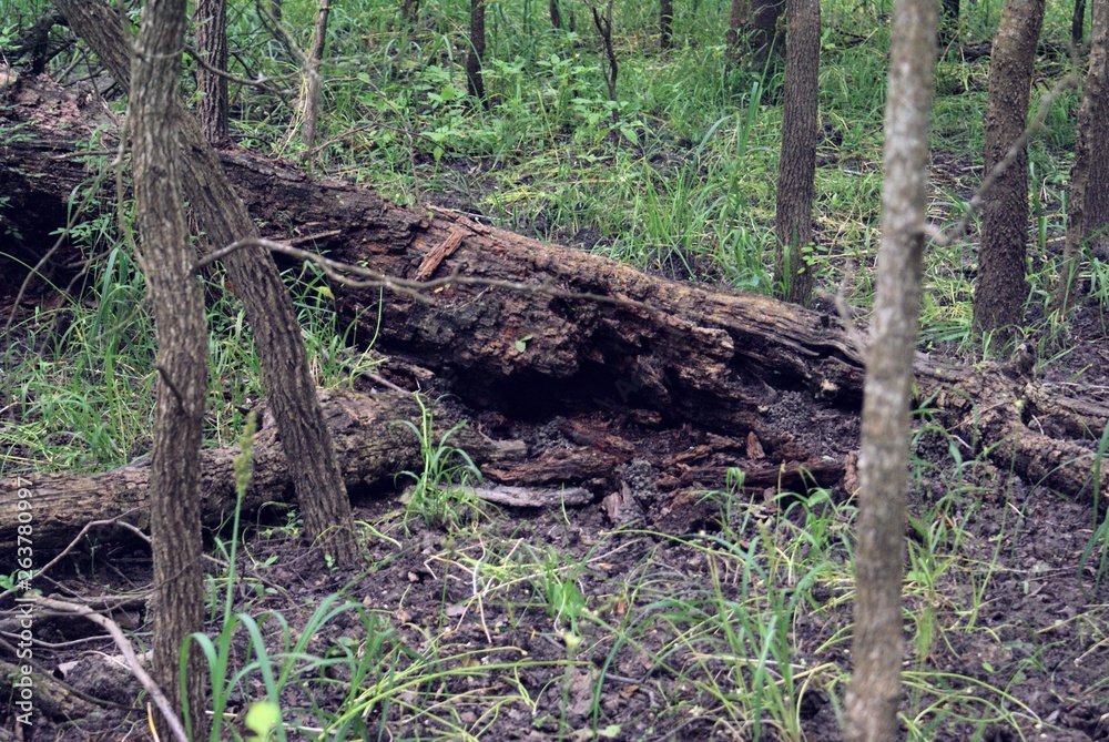Fallen Tree in Woods Fallen Tree in Woods