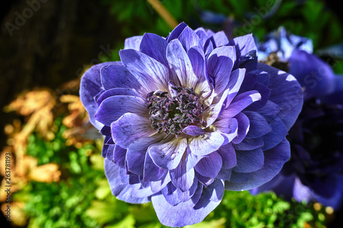 anemone purple flowers in the garden..