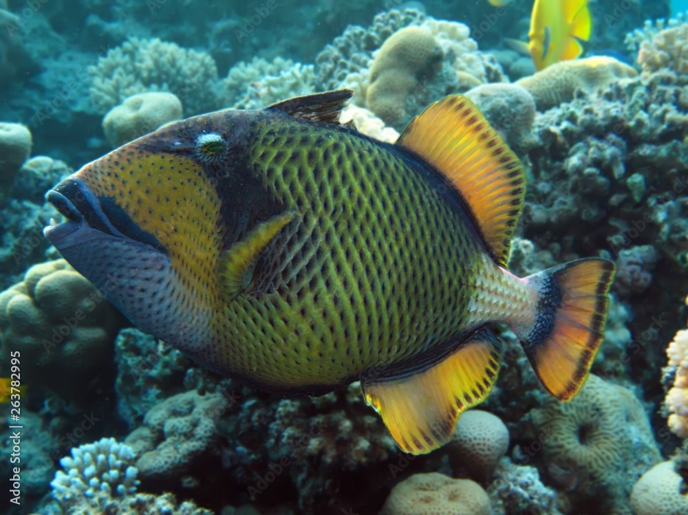 titan triggerfish ( balistoides viridescens) titan triggerfish ( balistoides viridescens)