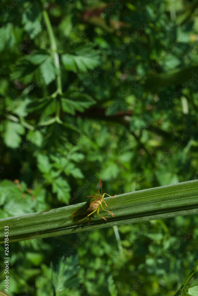 a green shield bug (Nezara viridula) on a stem of a little plant a green shield bug (Nezara viridula) on a stem of a little plant