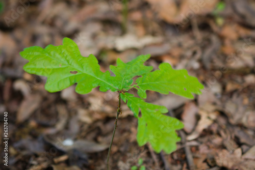 a little bud of quercus robur (oak) growing on the forest soil, cecebre, spain