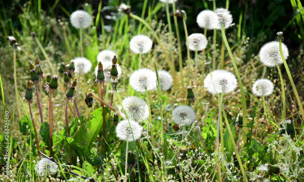 Pusteblumen - verblühter Löwenzahn am Marlinger Waalweg Pusteblumen - verblühter Löwenzahn am Marlinger Waalweg