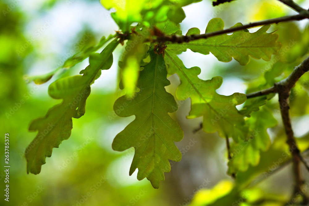 Oak leaves (Quercus robur), in northwestern Spain Oak leaves (Quercus robur), in northwestern Spain