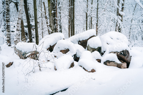 Snow covered rocks in a forest