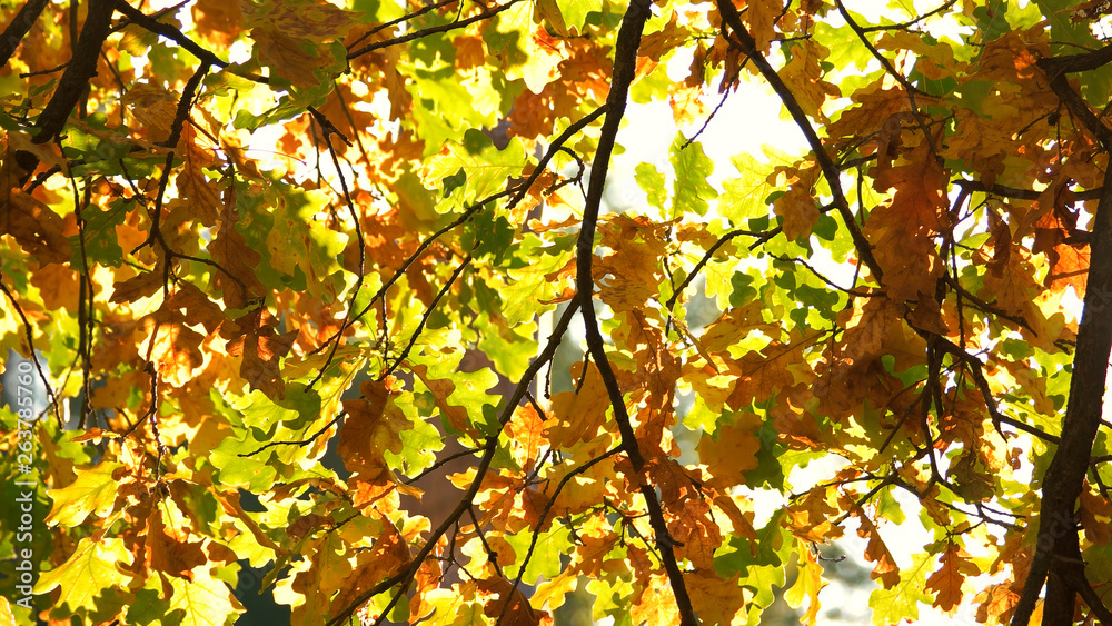 Autumn oak foliage in solar beams. Sunlight through oak tree leaves. Autumn oak leaves background, fall scene.