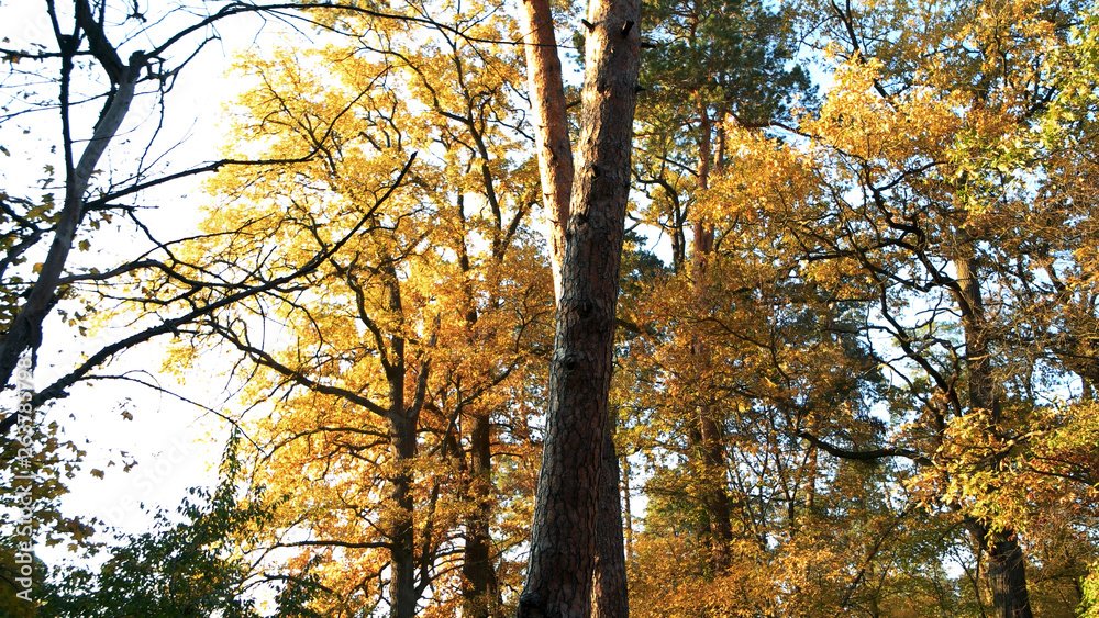 Autumn picturesque background. Colored leaves on trees in autumn forest. Beautiful fall nature.