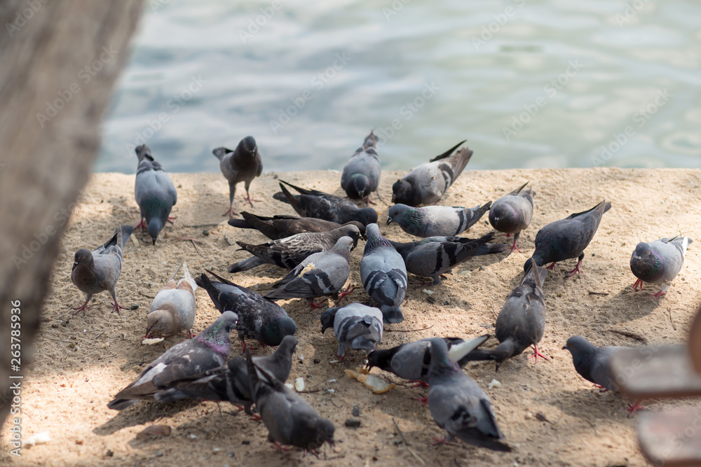A Group of Pigeons.hungry feral pigeons eating on park . A Group of Pigeons.hungry feral pigeons eating on park .
