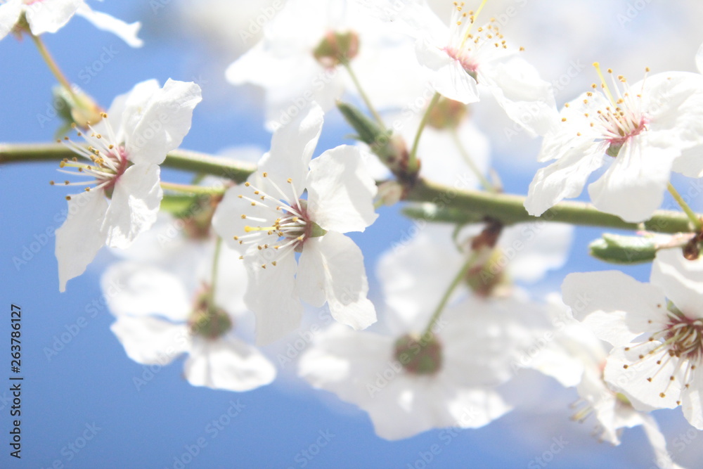 white flowers of cherry